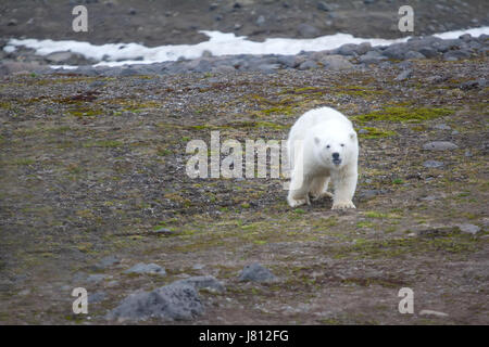 Famille d'ours polaires sur l'île Northbrook Franz-Josef (terre). Grande curiosité : approches cub jamais vu avant que les gens Banque D'Images