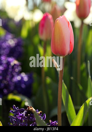 Un mélange de printemps, tulipes et jacinthes fleurs jonquille dans un lit de jardin. Banque D'Images