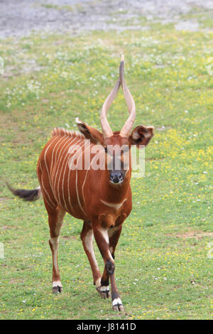 Un Bongo Tragelaphus eurycerus, Banque D'Images