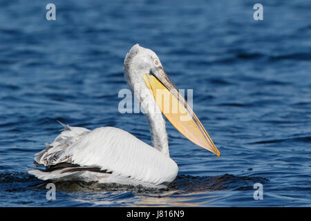 Pélican frisé (Pelecanus crispus) des profils dans l'élevage pluimage natation sur l'eau dans le delta du Danube, Roumanie Banque D'Images