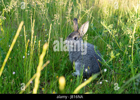 Lapin Gris sur le pré Banque D'Images