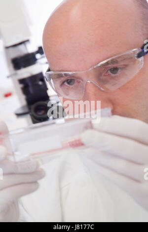 Male scientist portant une blouse de laboratoire blanche et lunettes de sécurité examine un ballon contenant une culture de cellules souches en rouge milieu de croissance. Banque D'Images