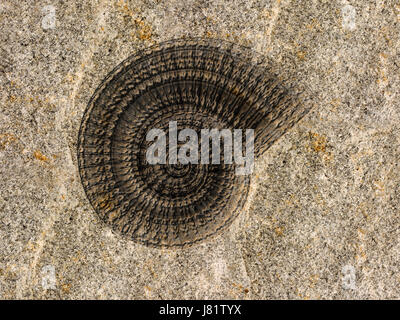 Spirale coquille marine marine fossile pierre préhistorique disparu fin créature shell Banque D'Images