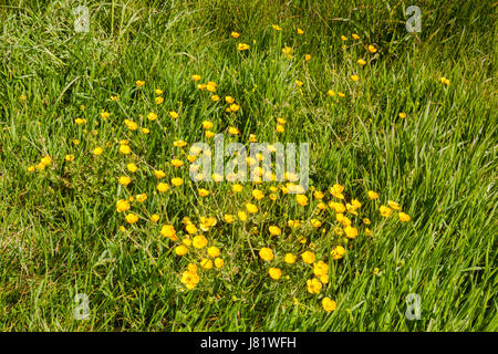 Renoncules (Ranunculus) poussant dans l'herbe haute. Banque D'Images