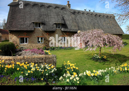 Printemps jonquilles, Chalet dans village Bainton, Cambridgeshire, Angleterre, Royaume-Uni Banque D'Images