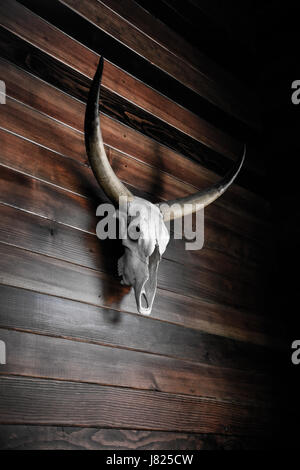 Décès d'un Longhorn Banque D'Images