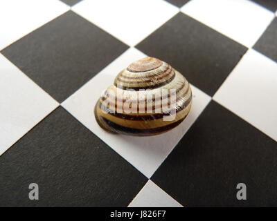 MolluskMultiple striped coquilles d'escargots affichée sur un damier noir et blanc. Au carré sur. Banque D'Images