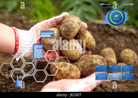 Agriculteur avec pommes de terre à jardin ferme Banque D'Images