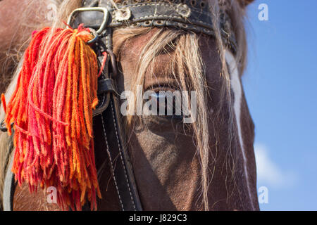 Close-up portrait détaillé d'un cheval avec la crinière de cheveux châtaigne avec ciel bleu en arrière-plan Banque D'Images