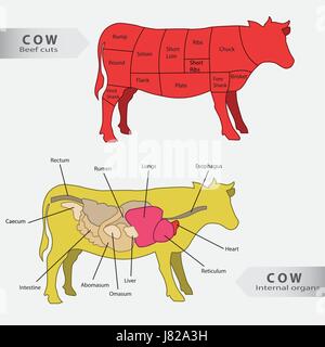 Vache de base organes internes et les coupes de boeuf vecteur graphique Illustration de Vecteur