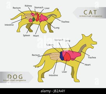 Les organes internes de base de vecteur de chat et de chien Illustration de Vecteur