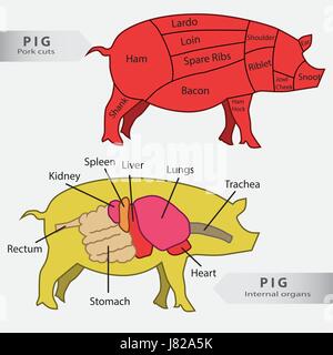 Cochon de base organes internes et coupe vecteur graphique Illustration de Vecteur