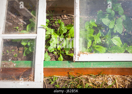 Faire-faire cloche ou mini-serre avec des plantes qui poussent dans le jardinage au début de l'été Banque D'Images