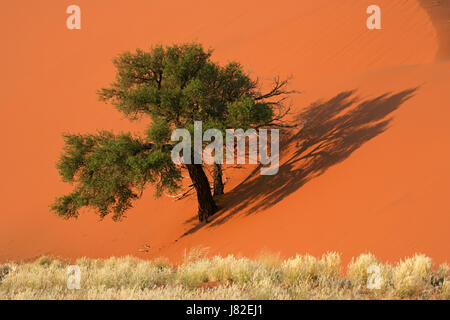 Les graminées arbres acacia dune africaine meadow pelouse green sands voyage rouge sable Banque D'Images