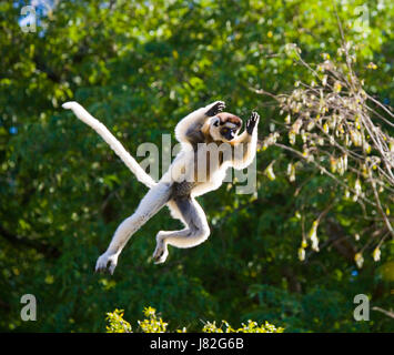 Le sifaka dansant de Sifaka Verreaux (Propithecus verreauxi) saute. Madagascar. Parc national de Berenti Banque D'Images