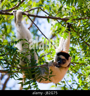 Dansant Sifaka assis sur un arbre. Madagascar. Banque D'Images