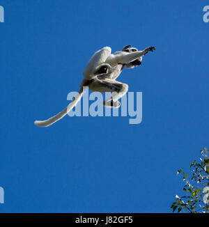 Le sifaka dansant de Sifaka Verreaux (Propithecus verreauxi) saute. Madagascar. Parc national de Berenti Banque D'Images