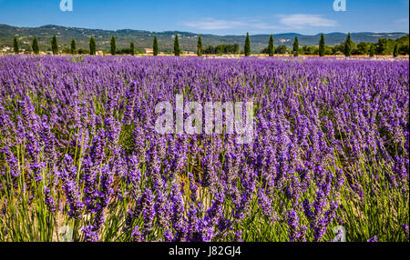 Champs de lavande près de Roussillon, Luberon, Vaucluse, Provence-Alpes-Cote d'Azur, dans le sud de la France Banque D'Images