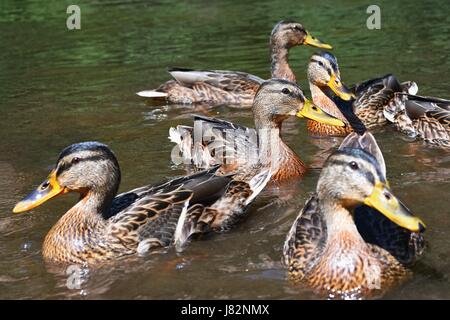 Canard sauvage chick (Anas platyrhynchos) Banque D'Images