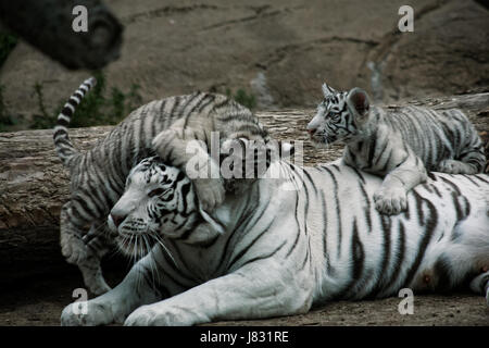 Deux oursons d'un tigre blanc jouer avec maman (tigresse) Banque D'Images
