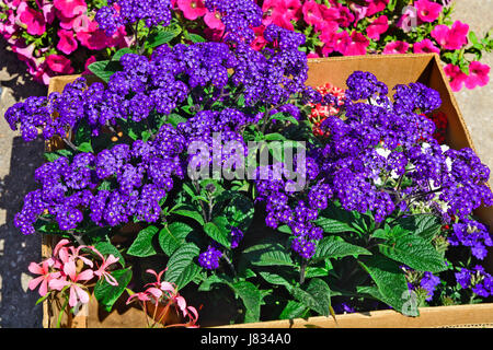 Beau bouquet parfumé, Heliotropium arborescens des fleurs sur le marché en attente de clients. Banque D'Images