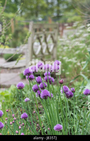 Allium schoenoprasum. La floraison de la ciboulette dans un jardin anglais Banque D'Images