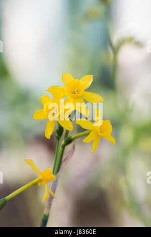 'Narcissus fernandesii'. 'Fleurs' Fernandesii jonquille Banque D'Images