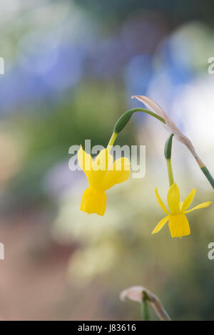 Narcissus 'olveigs song'. Fleurs Fleur miniature Banque D'Images