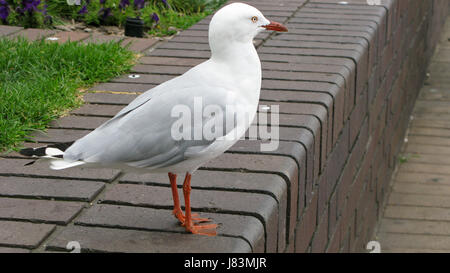 Profil de niveau étape belle beauteously détail nice gros plan couleur animaux oiseaux Banque D'Images