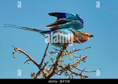 Lilac Breasted Roller Banque D'Images