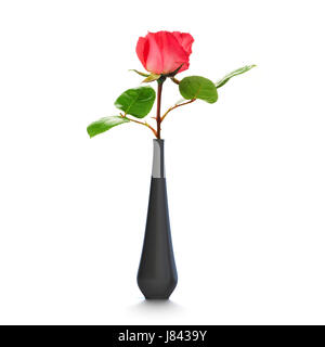 Vase rose rose fleur plante isolée unique fleur plante couleur rose noir Banque D'Images