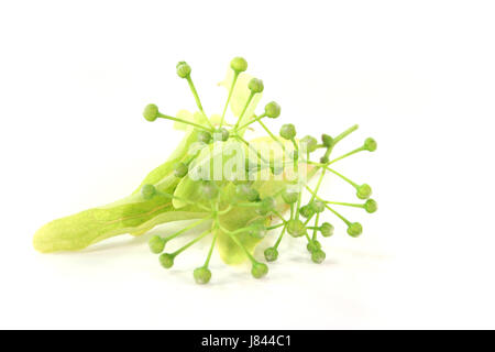 Fleurs de relaxation santé thé sain purge lime vert blanc feuilles de relaxation Banque D'Images