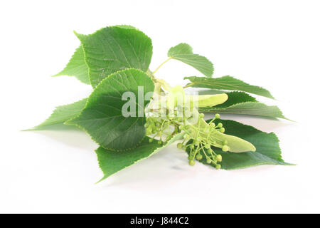 Fleurs de relaxation santé thé sain purge lime vert blanc feuilles de relaxation Banque D'Images