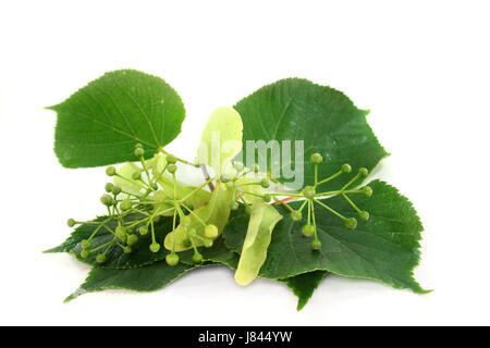 Fleurs de relaxation santé thé sain purge lime vert blanc feuilles de relaxation Banque D'Images