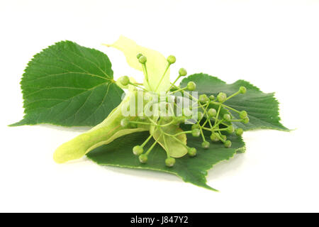 Fleurs de relaxation santé thé sain purge lime vert blanc feuilles de relaxation Banque D'Images