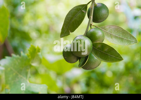 Mandarines vert vert close up on tree branch Banque D'Images