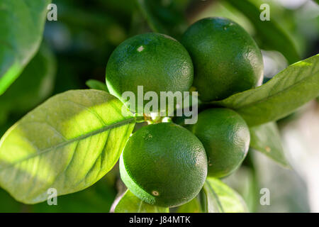 Mandarines vert vert close up on tree branch Banque D'Images