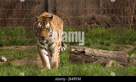 Une stimulation tigre autour de son stylo. Banque D'Images