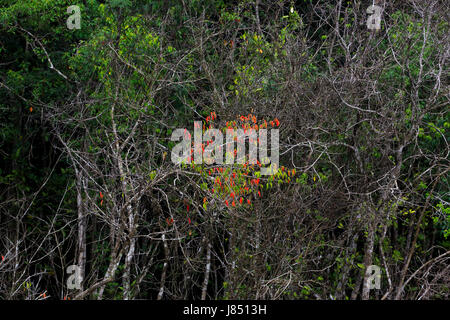 Des couleurs gaies et sportives de mangroves au début de l'été à Sundarbans, un patrimoine mondial de l'UNESCO et la plus grande forêt de mangrove du monde. Bagerhat, Bangladesh. Banque D'Images