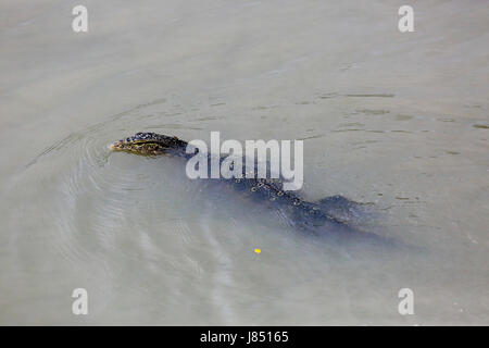 Moniteur de l'eau (Varanus salvator) macromaculatus nager en travers d'un ruisseau dans les Sundarbans, site du patrimoine mondial de l'UNESCO au Bangladesh. Banque D'Images