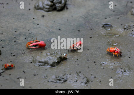 Crabe rouge dans les Sundarbans, Site du patrimoine mondial de l'UNESCO et d'une réserve faunique au Bangladesh Banque D'Images