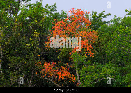 Des couleurs gaies et sportives de mangroves au début de l'été à Sundarbans, un patrimoine mondial de l'UNESCO et la plus grande forêt de mangrove du monde. Bagerhat, Bangladesh. Banque D'Images