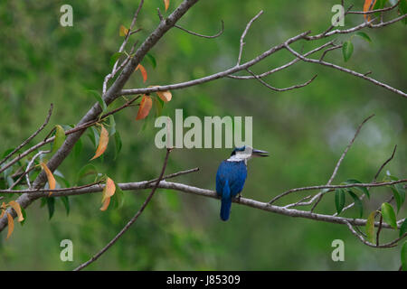 Kingfisher Todiramphus chloris (collier) dans la plus grande forêt de mangroves des Sundarbans, célèbre pour le Royal tigre du Bengale et du patrimoine mondial de l'UNESCO Banque D'Images