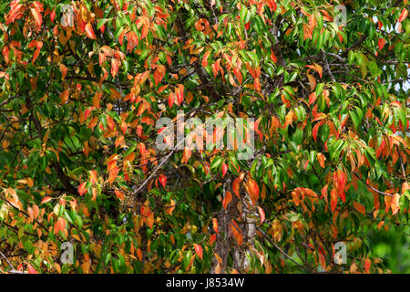 Des couleurs gaies et sportives de mangroves au début de l'été à Sundarbans, un patrimoine mondial de l'UNESCO et la plus grande forêt de mangrove du monde. Bagerhat, Bangladesh. Banque D'Images