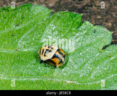 Ladybird Ladybug ou l'éclosion de la chrysalide, New South Wales, NSW, Australie Banque D'Images