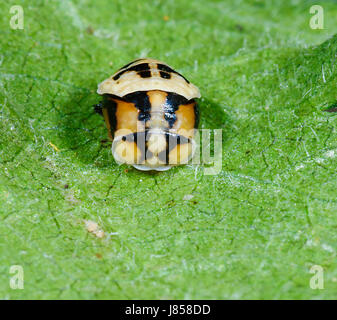 Ladybird Ladybug ou l'éclosion de la chrysalide, New South Wales, NSW, Australie Banque D'Images