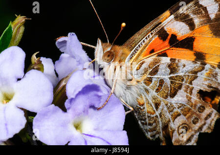 La belle dame australienne (Vanessa cardui) boire le nectar d'une fleur pourpre, New South Wales, NSW, Australie Banque D'Images