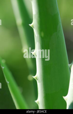 Beauté, soins cosmétiques aloe série santé feuille gros plan verre vert sauvage de l'usine Banque D'Images