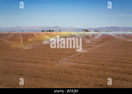Irrigation des champs dans la Vallée impériale de la Californie, USA. Banque D'Images