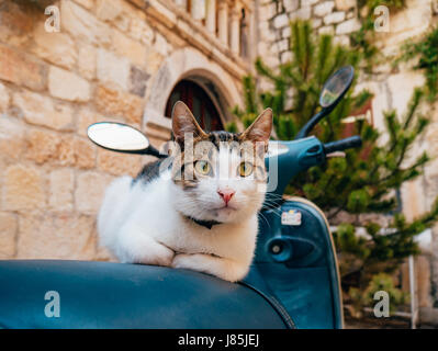 Chat assis sur un scooter. Dans la vieille ville de Trogir, près de Split, Croatie. Banque D'Images
